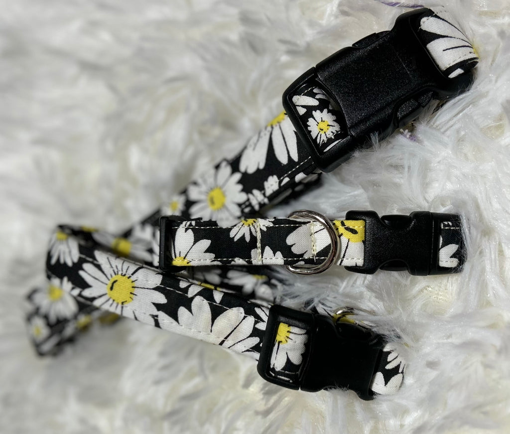 Daisy with Black Pet Collars