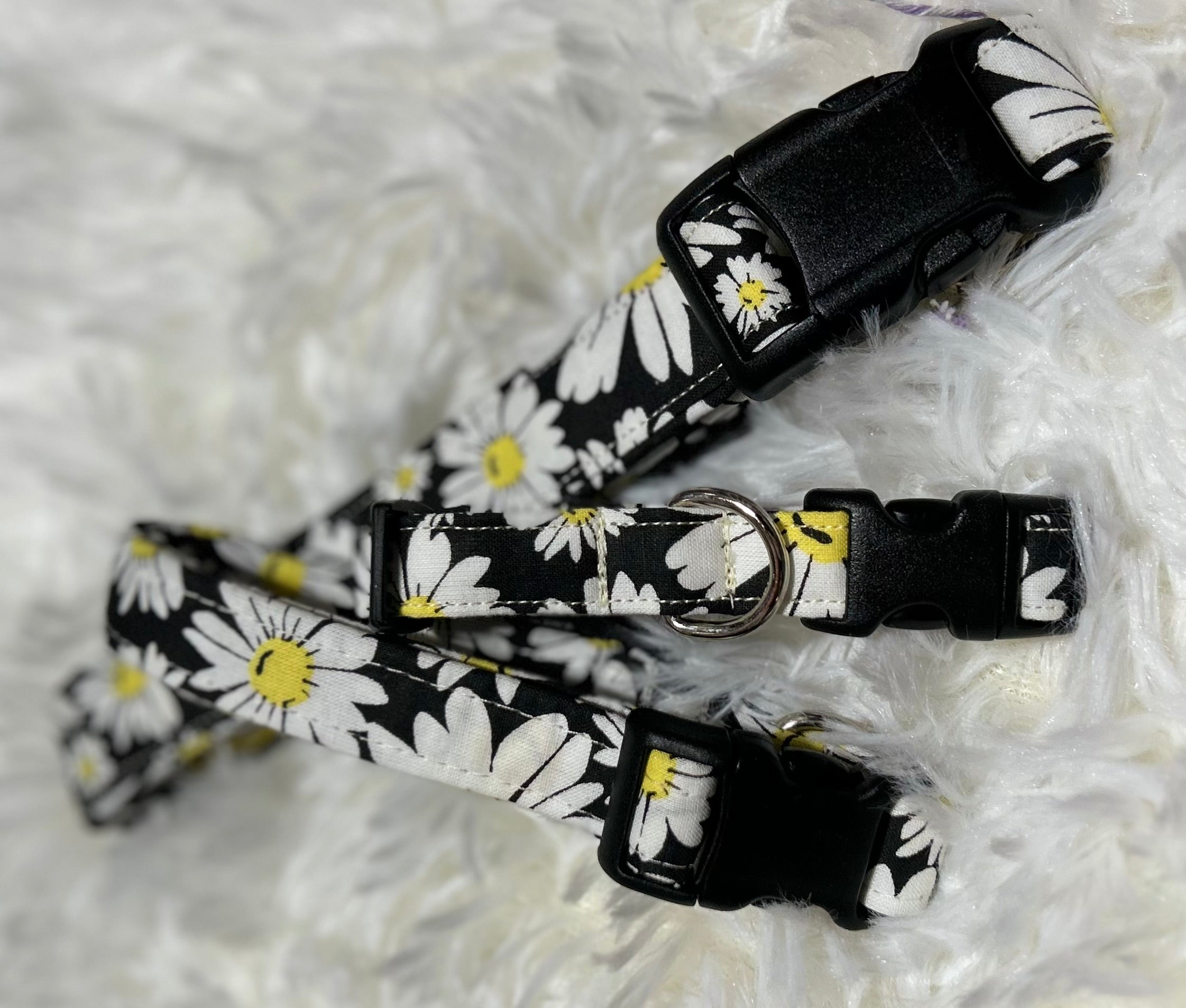Daisy with Black Pet Collars