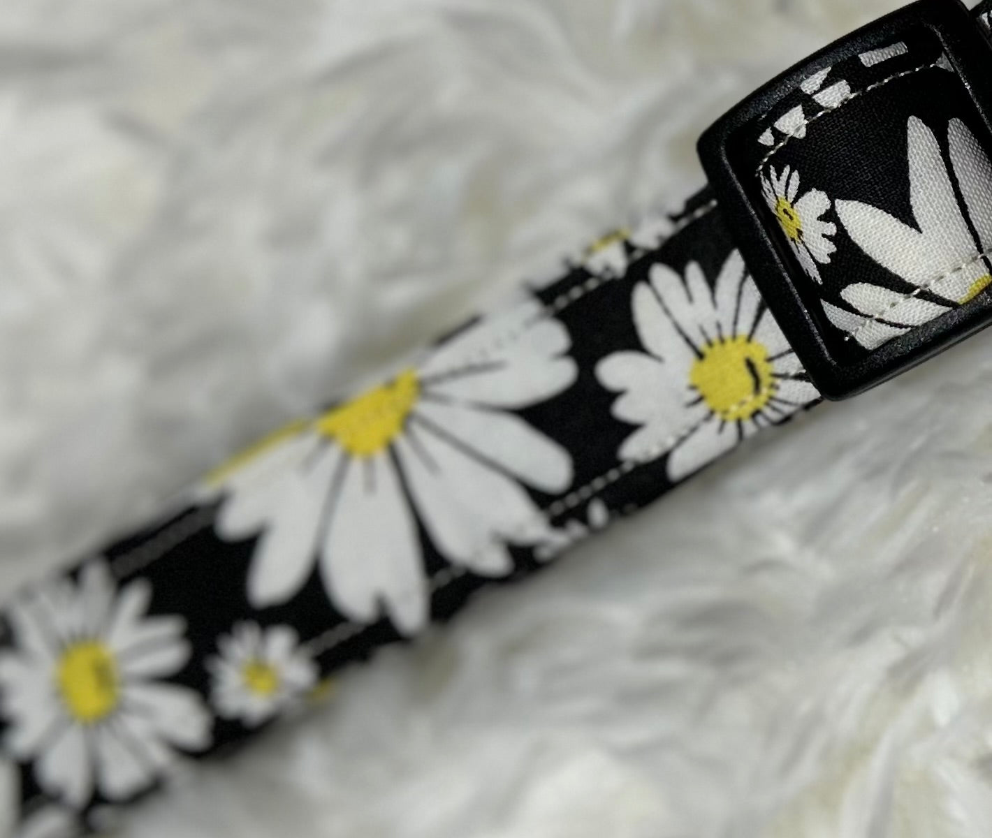 Daisy with Black Pet Collars